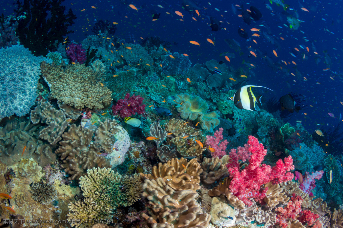 珊瑚 海底 世界 鱼类 海底世界 鱼 蓝色
