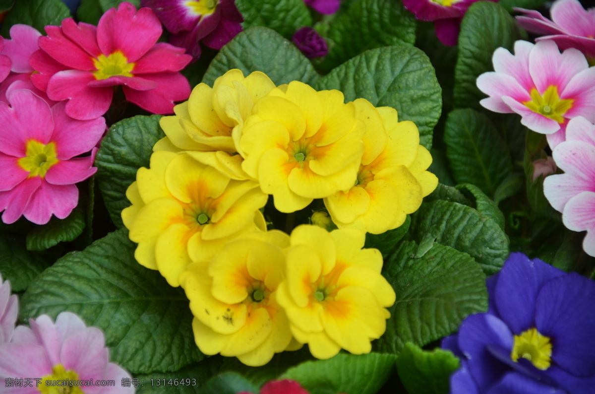 报春花 花卉 年景花 樱草 四季报春 伞形花序 早春开花 花色多 一株 黄色 数朵 花卉系列 花草 生物世界