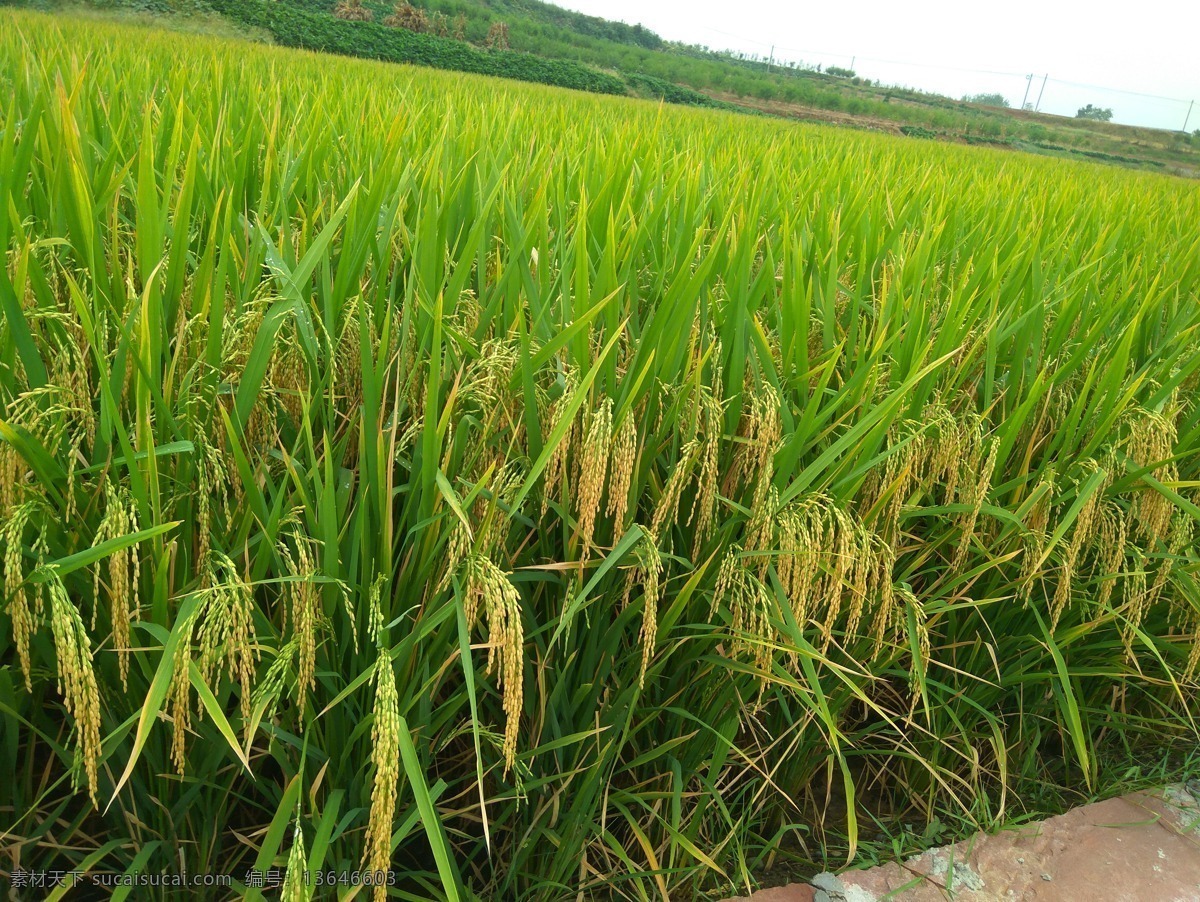 秋天的稻子 水稻 稻田 田野 秋天 丰收的季节 自然景观 田园风光