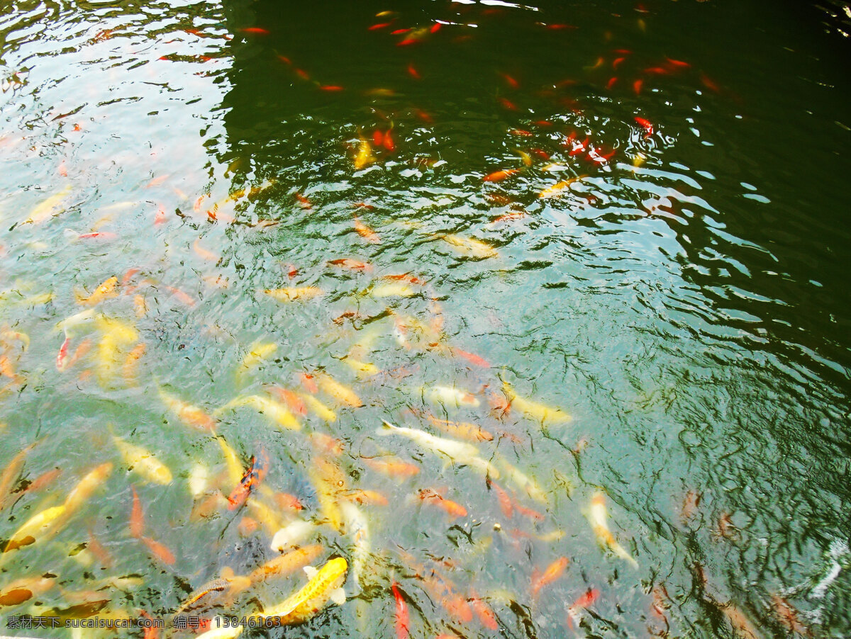 鲤鱼 池 池塘 锦鲤 生物世界 水波 鱼类 鲤鱼池