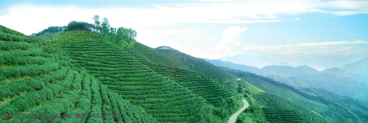 茶园 茶叶 茶树 绿山 云雾 田园风光 自然景观