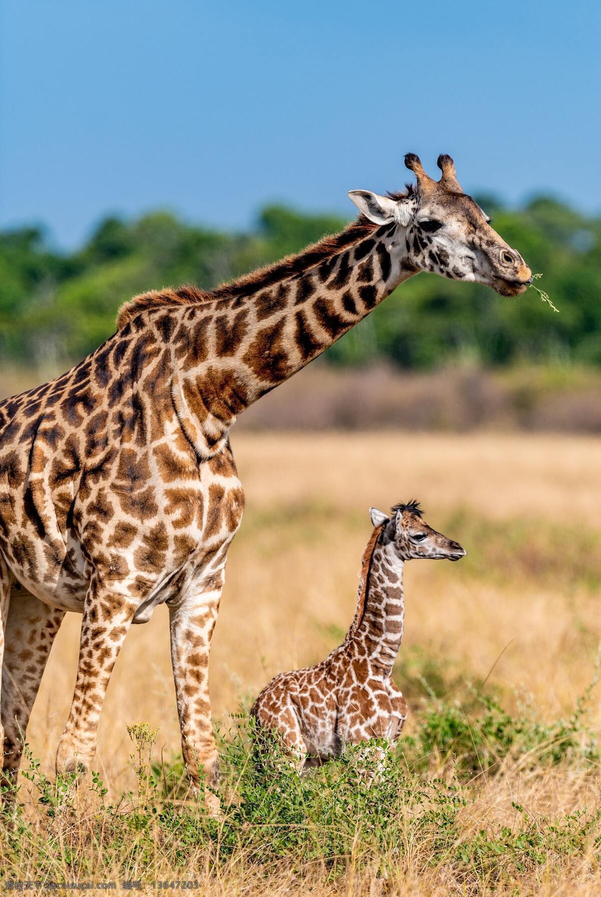 长颈鹿图片 长颈鹿 鹿 野生动物 动物 非洲动物 生物世界
