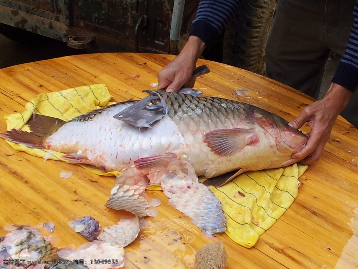 做 鱼生 刀 鲤鱼 生物世界 鱼 鱼类 桌子 做鱼生 大鲤鱼 美味鱼生 鱼生片的做法