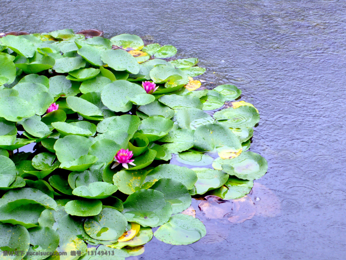 雨中睡莲 小雨 半圆形 睡莲 流泪的睡莲 旅游摄影 国内旅游 摄影图库