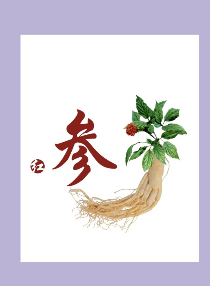 人参 鲜人参 新鲜人参 园参 长白山人参 食物 食材 包装设计