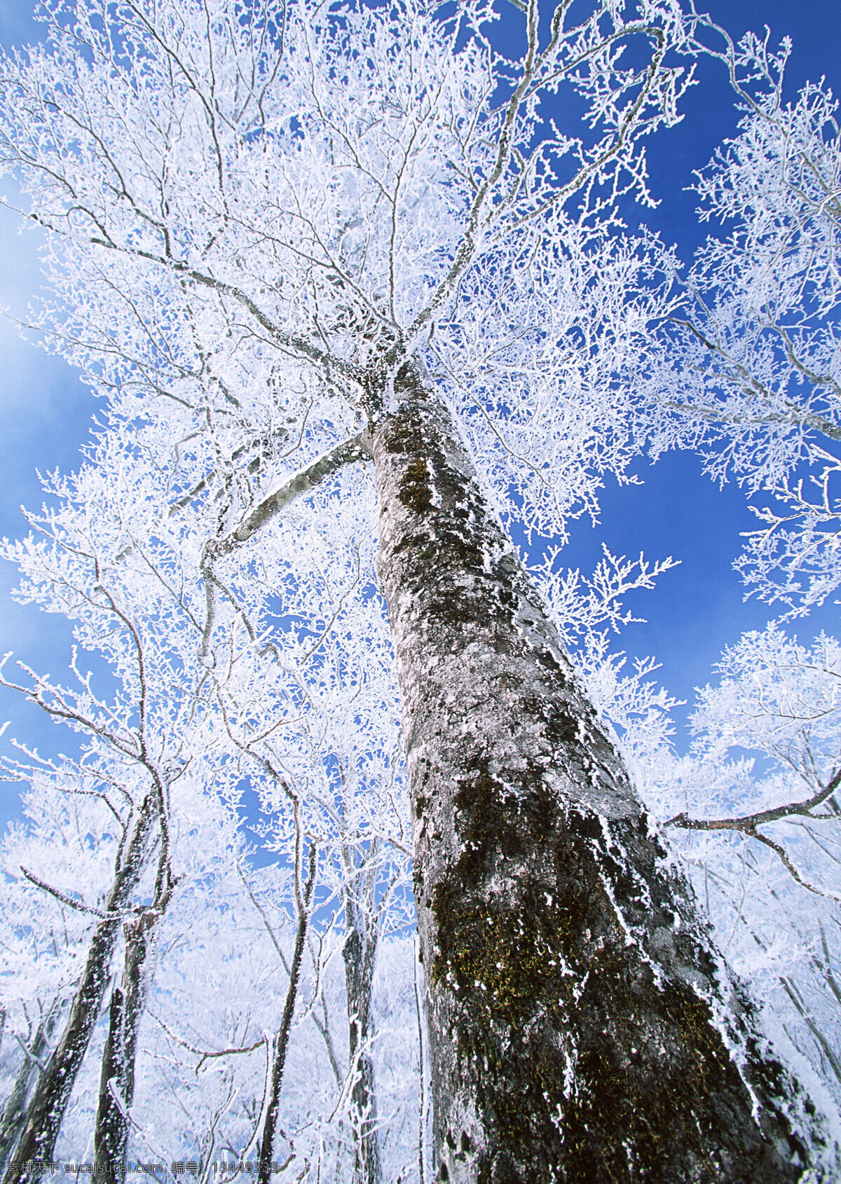 冬天 树林 雪景 美丽风景 自然风景 风景摄影 大自然 美景 景色 树木 冬天雪景 花草树木 生物世界