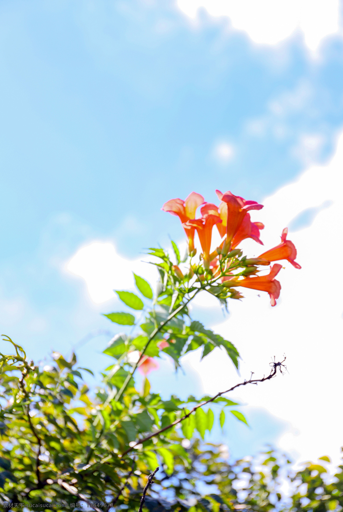 凌霄花 凌霄 花 静物 特写 夏 桂花飘香 旅游摄影 自然风景