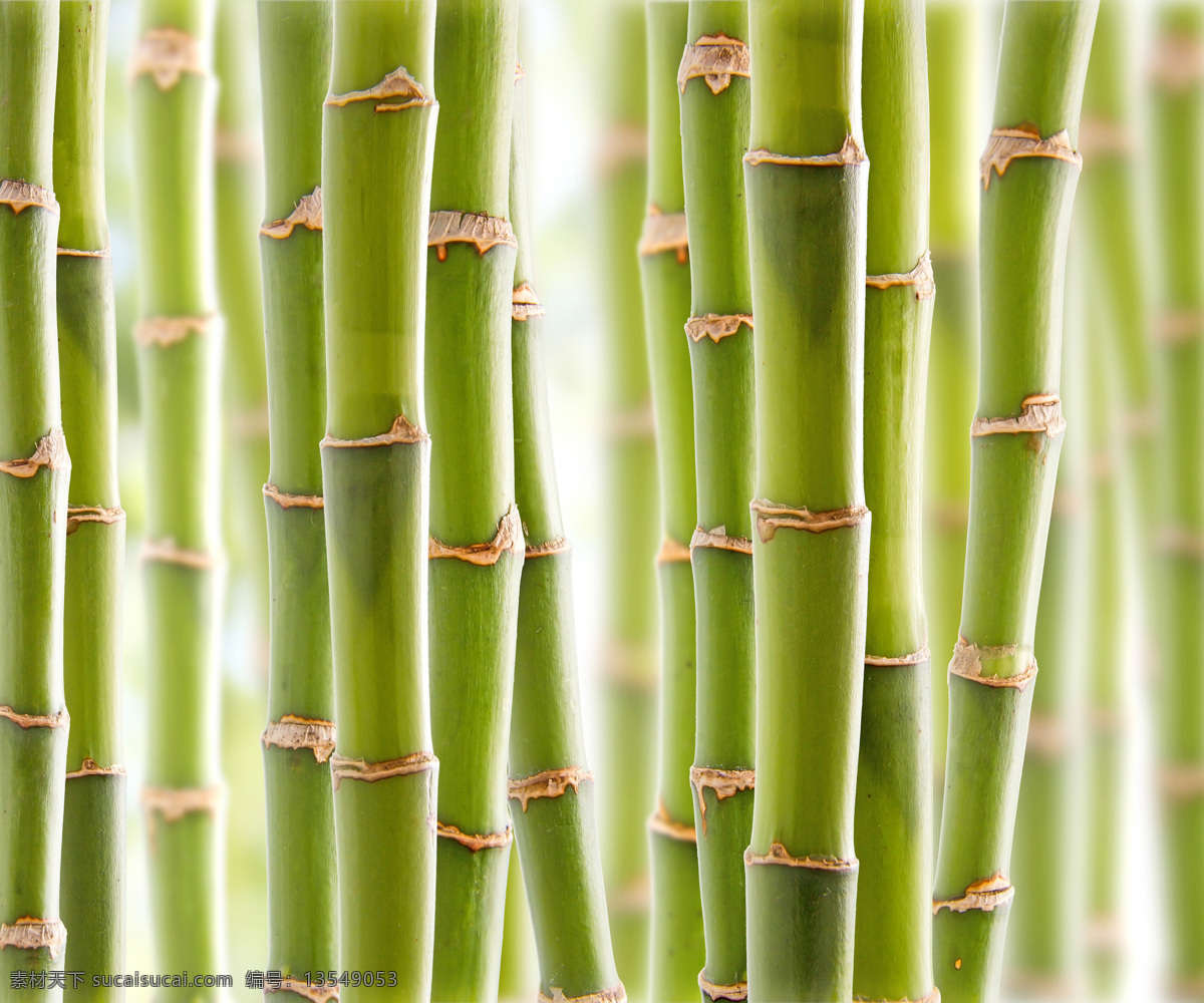 绿竹 背景 富贵竹 绿竹背景 竹子背景 竹子摄影 花草树木 生物世界