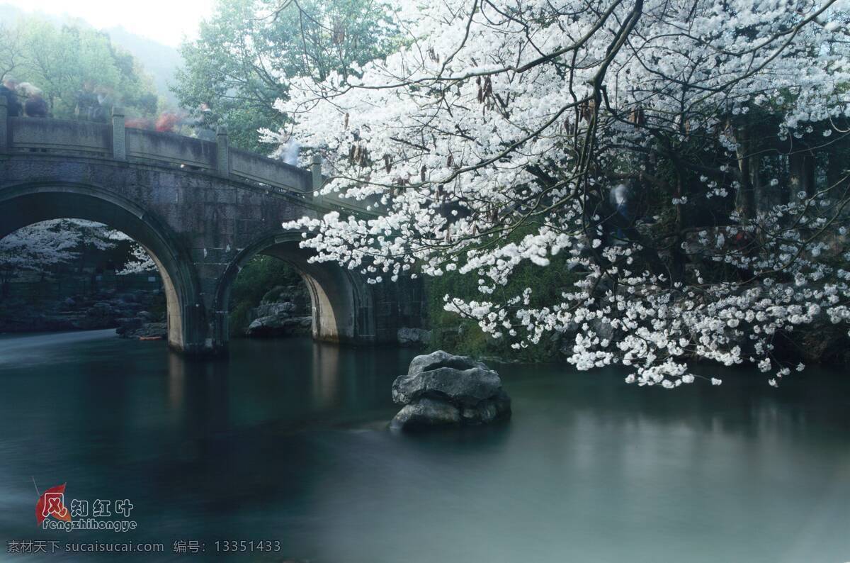 溪水静悄悄 春天 太子湾的清晨 小桥 流水 樱花 自然风景 旅游摄影