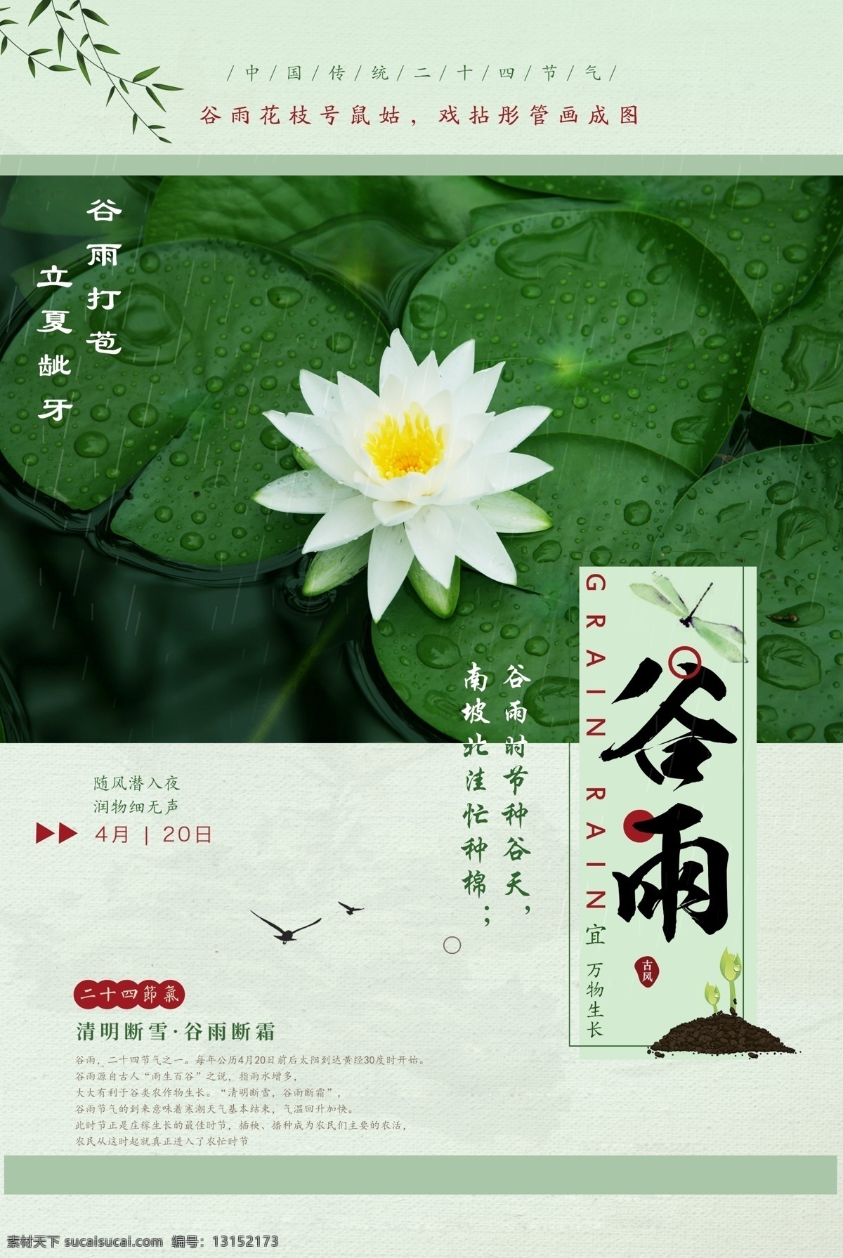 谷雨 荷花 夏季 花 小清新 分层