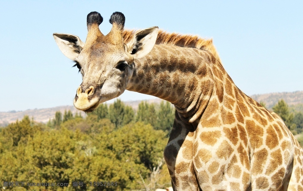 长颈鹿 麒麟鹿 长脖鹿 giraffe 野生动物