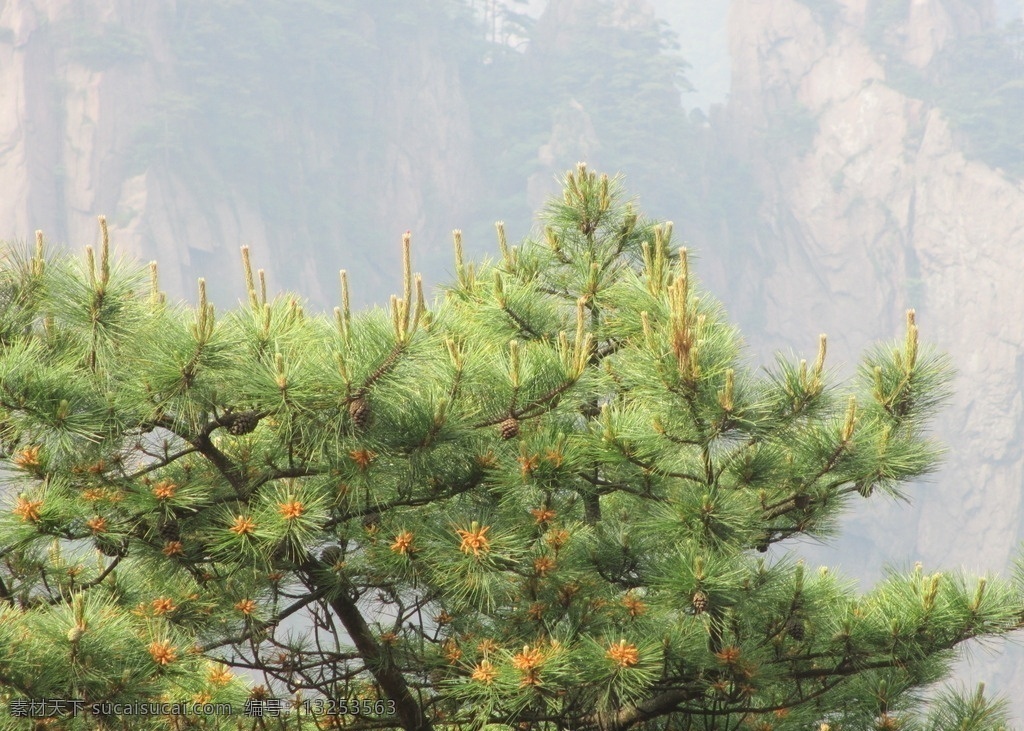 黄山风景区 黄山 松树 大山 植物 景区 旅游景区 生物世界 树木树叶