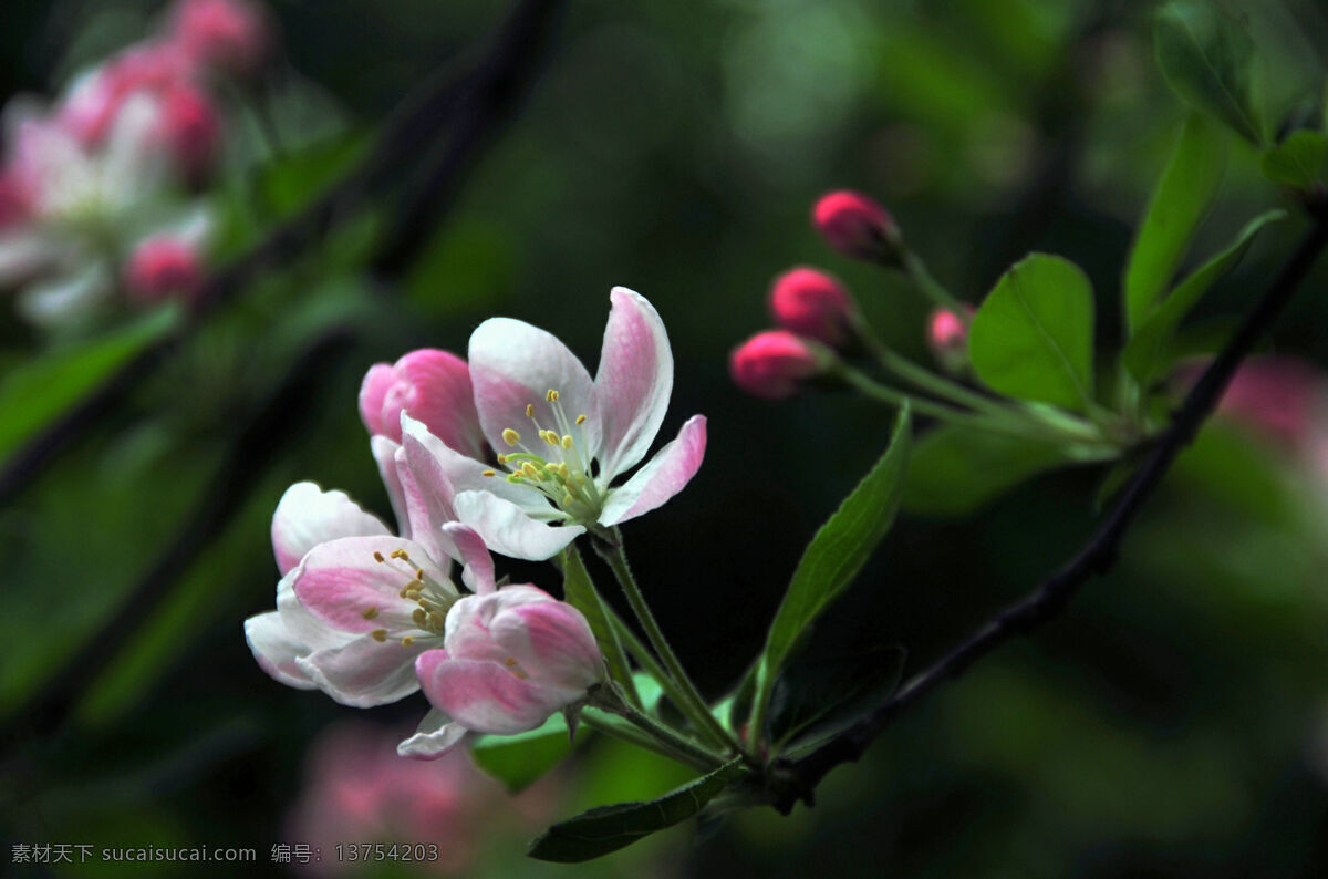 海棠花 春天花朵 海棠 花草 花朵 花蕊 生物世界 棠 花 psd源文件