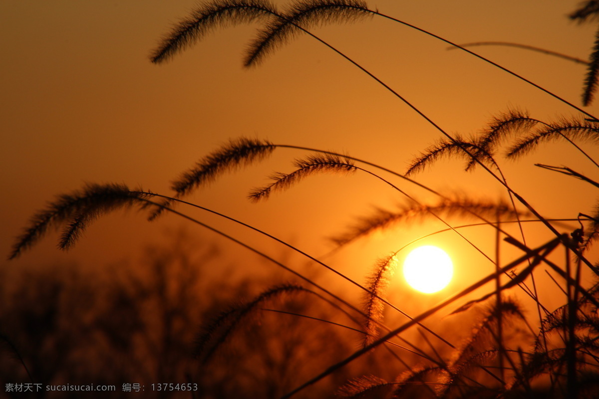 夕阳 剪影 落日 自然风景 自然景观 夕阳剪影 狗尾巴草 psd源文件