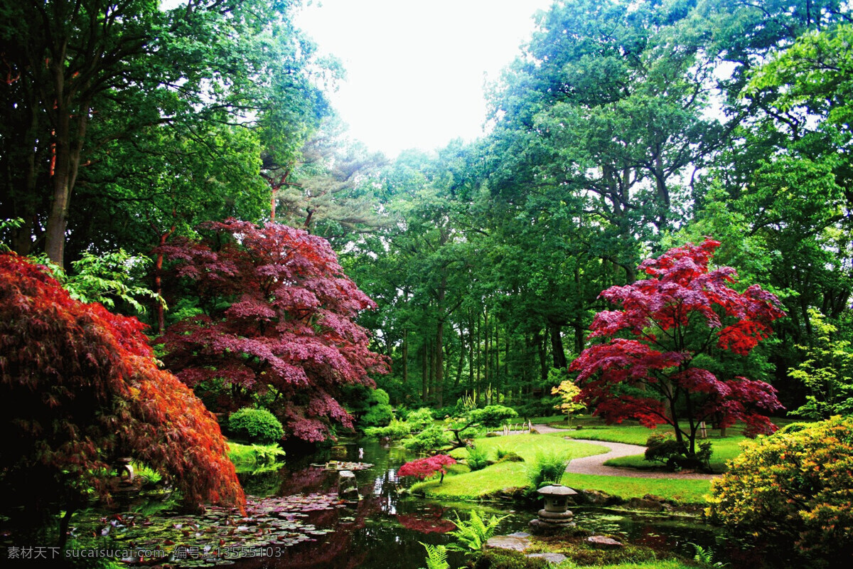 红枫 松树 鸡爪槭 一隅一景 自然美景 树木树叶 生物世界