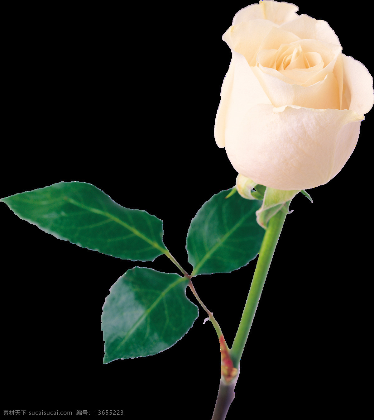 白色 玫瑰 花朵 元素 礼物 植物