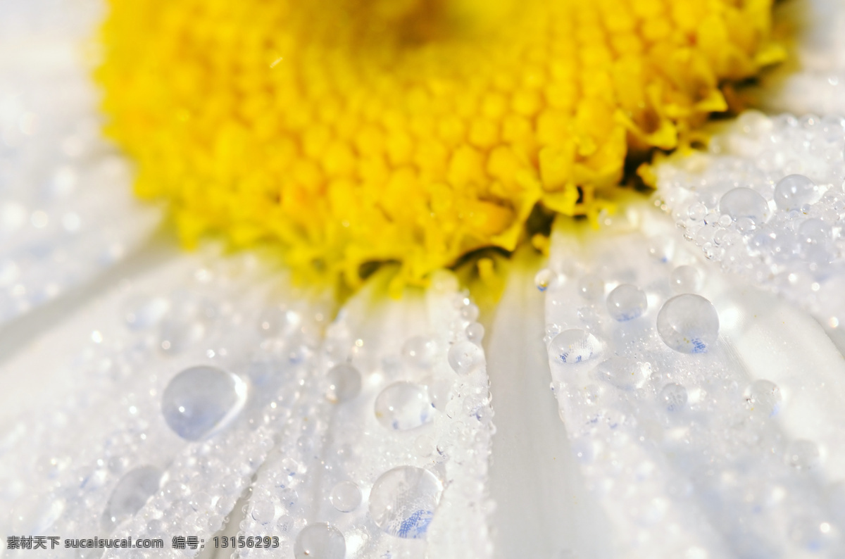 洋甘菊 鲜花 花朵 菊花 露珠 露水 鲜花背景 背景素材 花草树木 生物世界 黄色