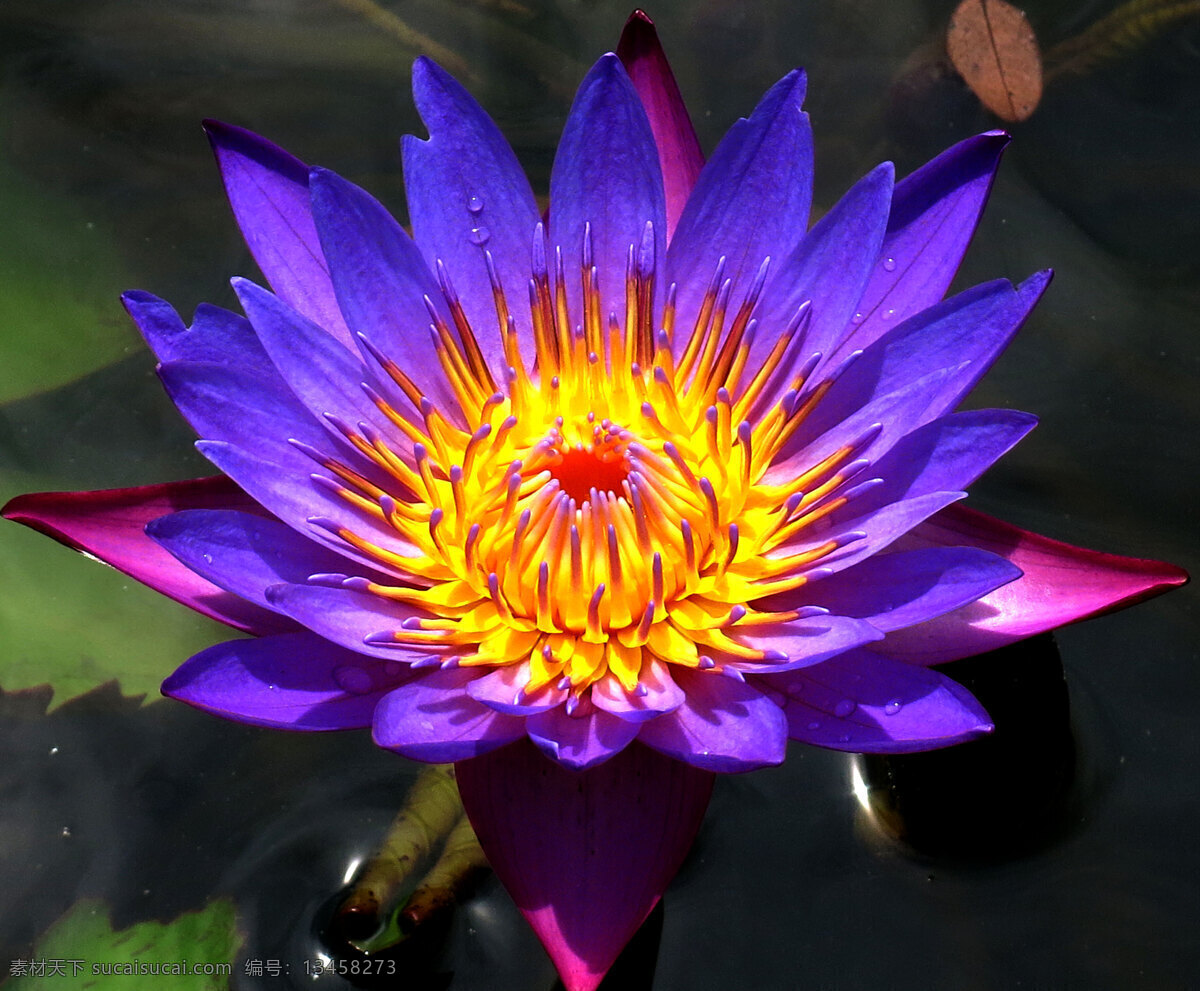 池塘 紫色莲花 水中莲花 花 生物世界 花草