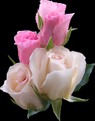 粉红色 玫瑰花 玫瑰花素材 底纹背景 鲜花摄影 美丽鲜花 花卉花草 漂亮花朵 鲜艳花朵 花草植物