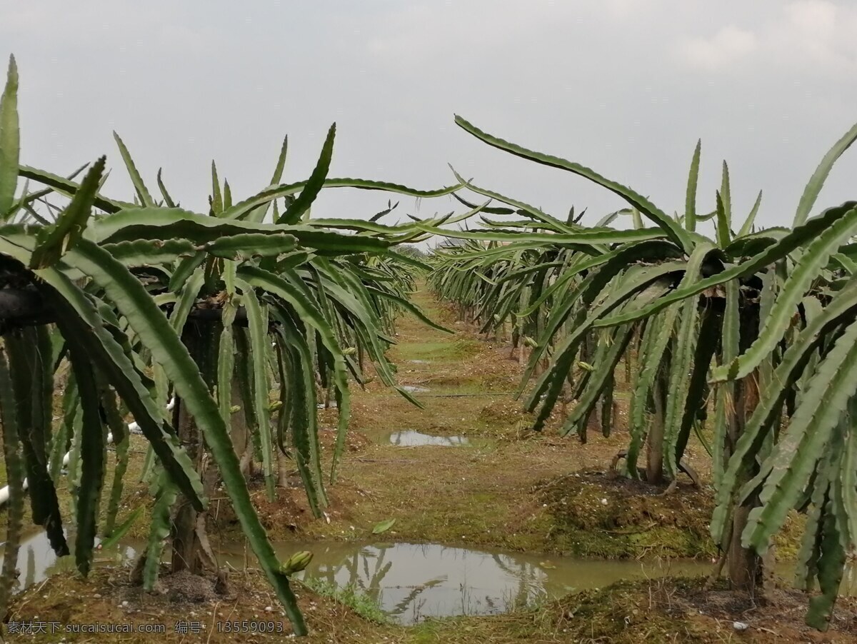 火龙果基地 火龙果花 火龙果苗 火龙果树