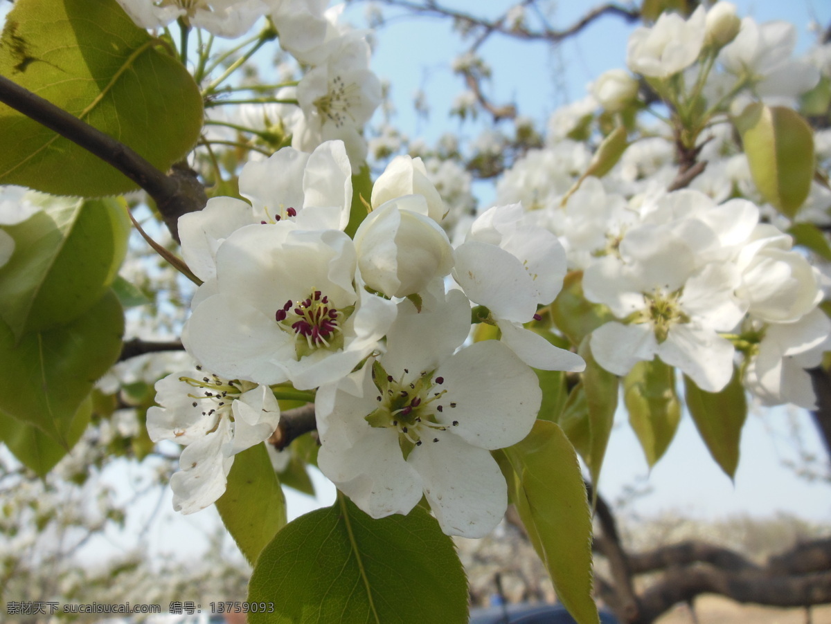 梨花 白色花 春天 高清图 花瓣 花草 花蕊 蓝天 梨树 生物世界 psd源文件