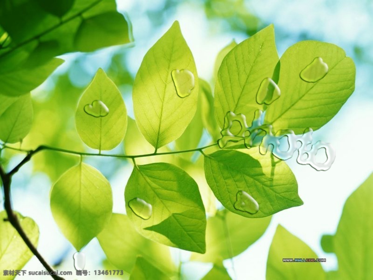 树叶 水滴 海报 动作 绿色海报 清爽 水滴效果 字体 其他海报设计