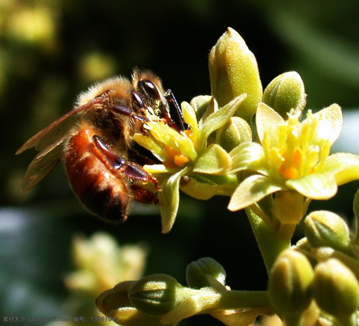 蜜蜂 采 蜜 鳄 梨花 花 昆虫 生物 生物世界 水果 植物