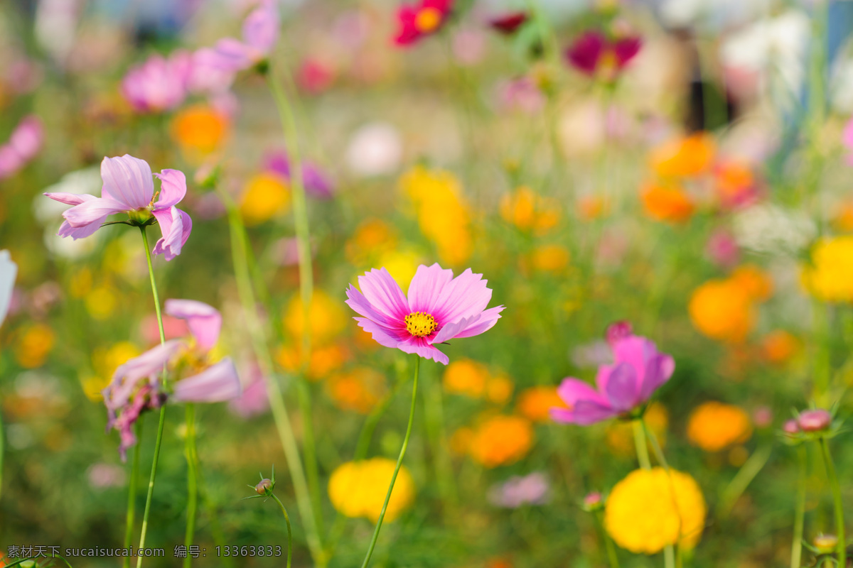 格桑花 花 波斯菊 大波斯菊 张大人花 七瓣梅