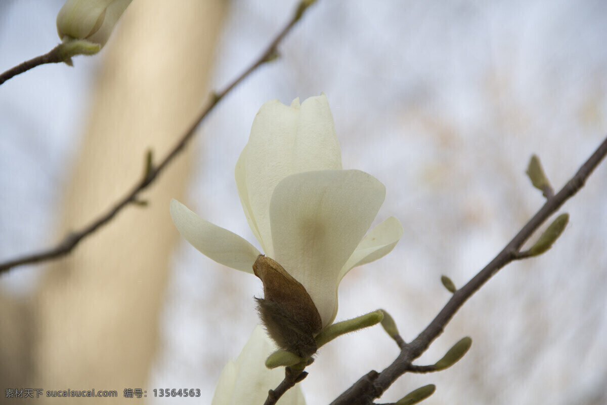 白玉兰 春天 花草 花卉 活力 生物世界 玉兰 绽放