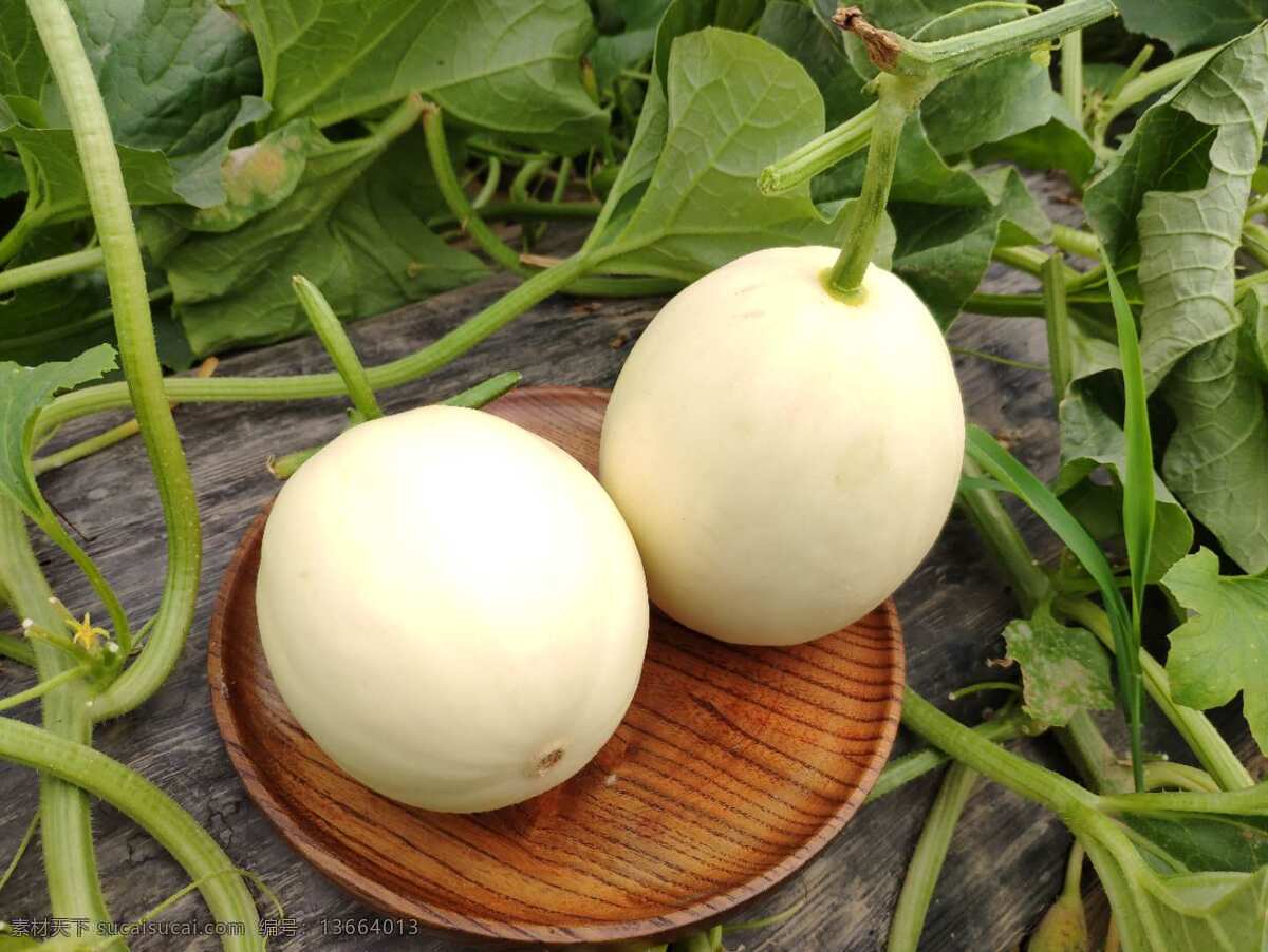 香瓜 蜜瓜 甜瓜 香瓜蜜瓜甜瓜 新鲜水果 包邮当季整箱 应季脆甜 白玉小瓜 生物世界 水果