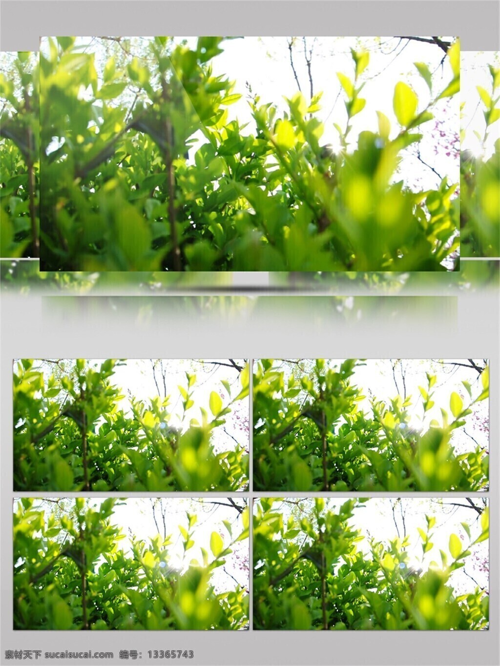 清香 扑鼻 绿茶 茶园 视频 音效 绿色 鲜嫩 植物 翻炒 近拍 视频音效 有机茶叶