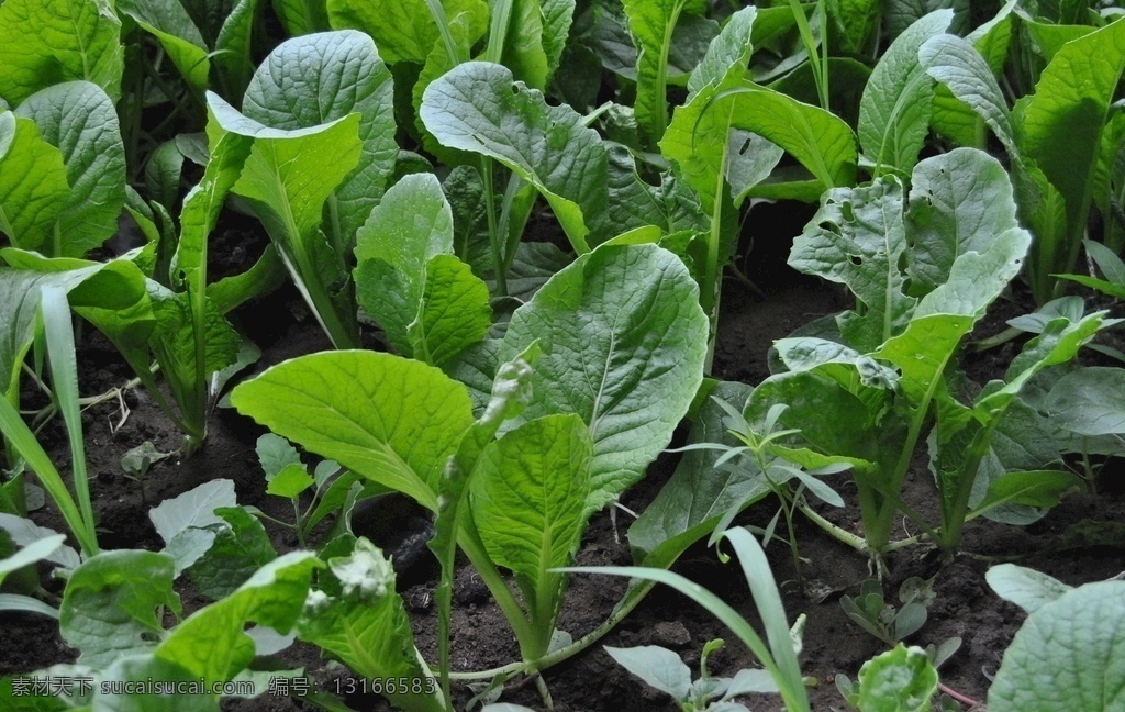 小白菜 蔬菜 有机 绿色 无公害 有机蔬菜 健康 安全 营养 美味 食材 植物 生物世界