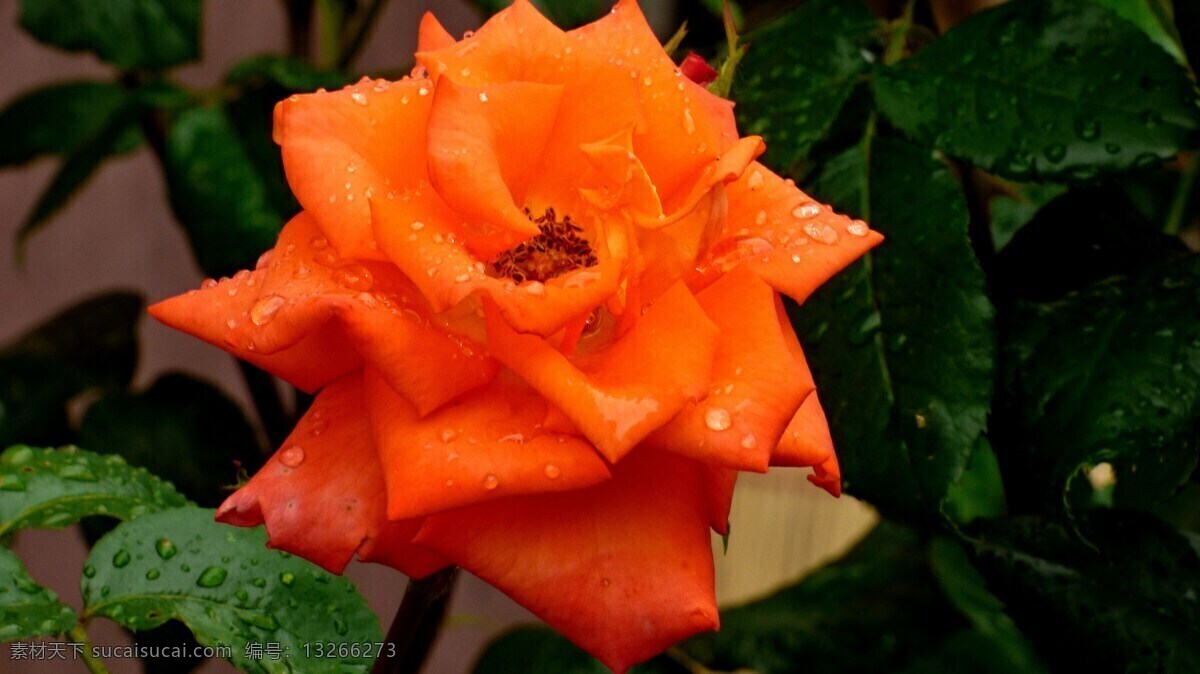 雨后玫瑰花 雨后 雨水 水珠 水滴 露珠 雨滴 玫瑰 玫瑰花 橙色玫瑰花 橙花 橙色花朵 橙色 花朵 鲜花 花卉 花瓣 花蕊 植物 生物世界 一组月季花 花草