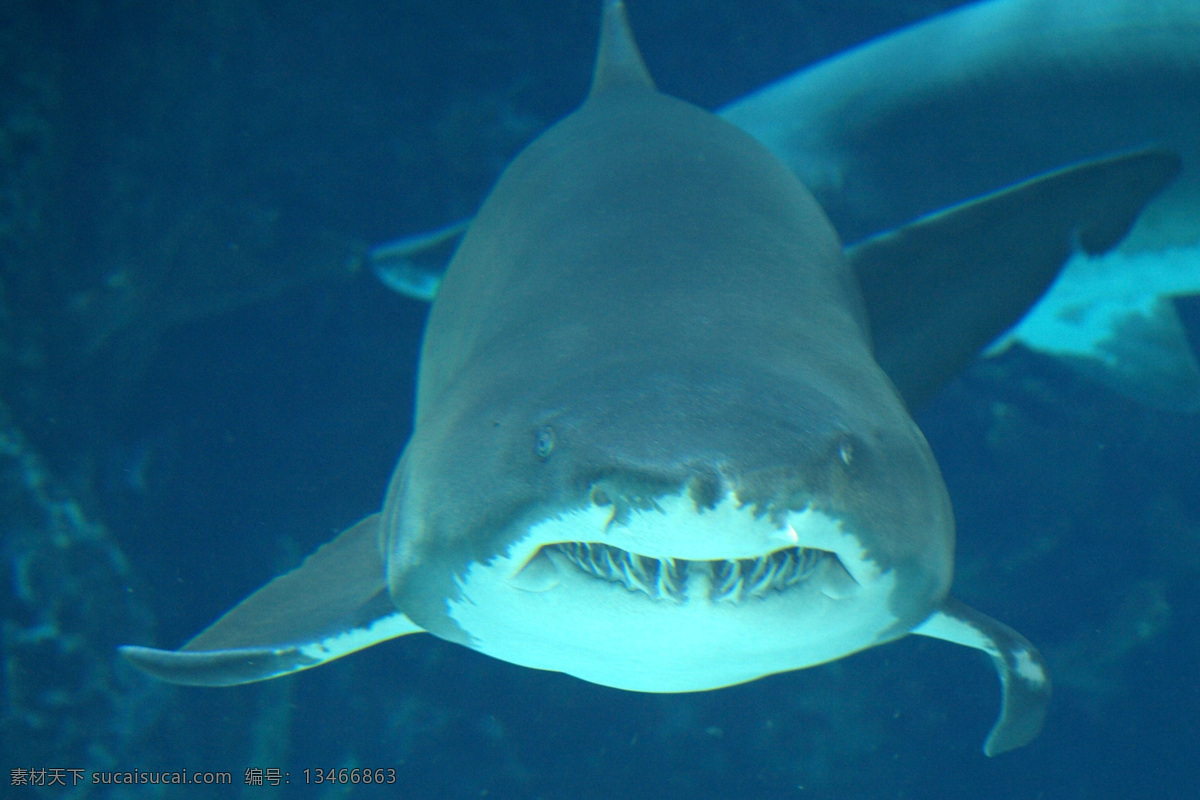 虎 鯊 攝影 生物 生物世界 水中 鱼类 照片 虎鯊 魚兒寫真 動物 魚類 寫真