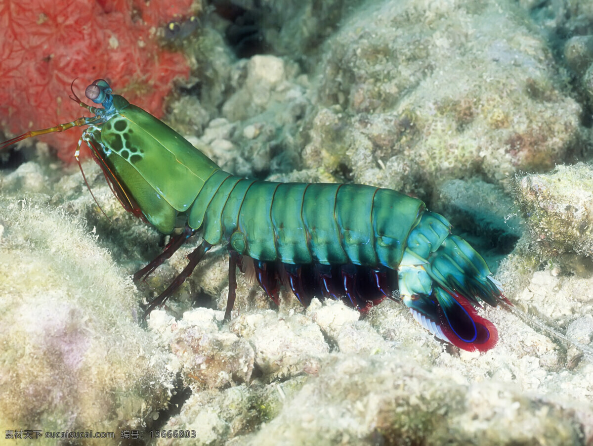 海洋生物 海底世界 海洋 礁石 生物世界 鱼 鱼类 珊蝴礁石 珊蝴 海底景色