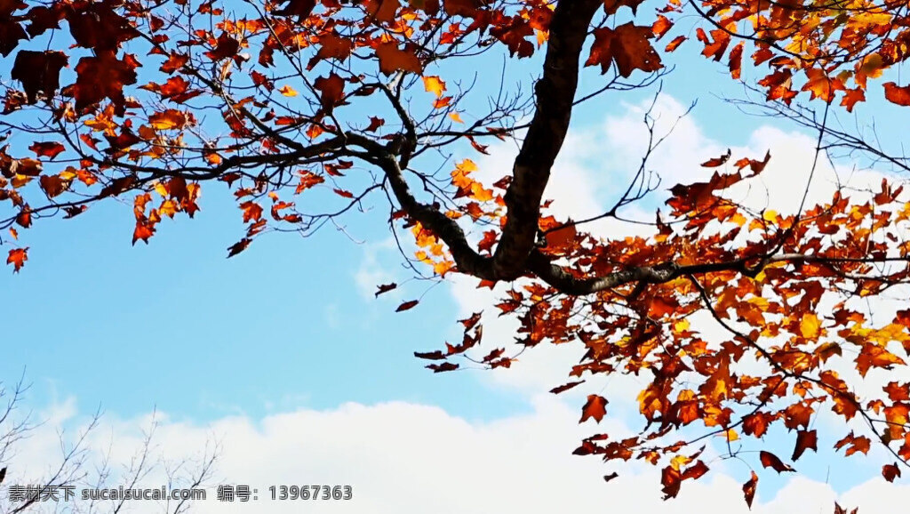 秋季 风 刮 落 叶子 实拍 视频 被风刮落 萧瑟 秋风 树枝