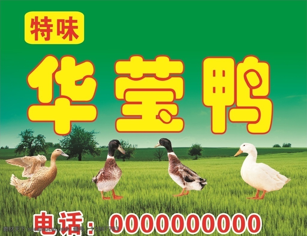 华莹鸭招牌 活鸭 鸭子 门头 招牌 华英鸭
