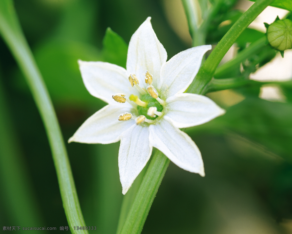 甜椒花 辣椒花 生物世界 花草 摄影图库