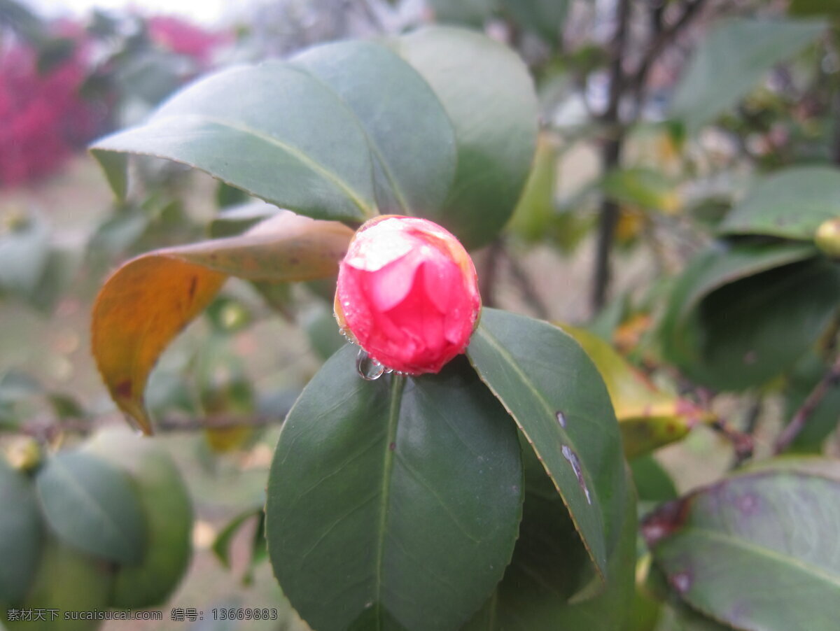 茶花 花苞 浙江 金华 春天 花草 生物世界