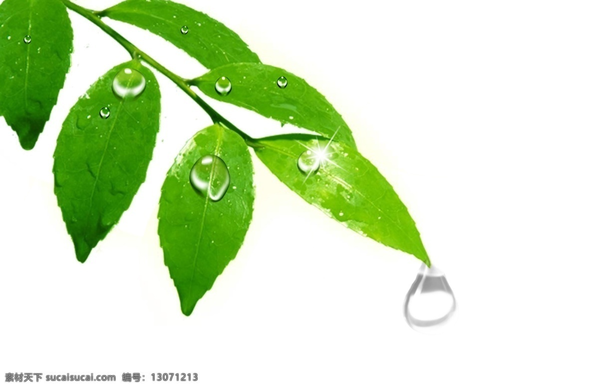 水滴 树叶 水滴素材 树叶素材 水滴psd 树叶psd 白色