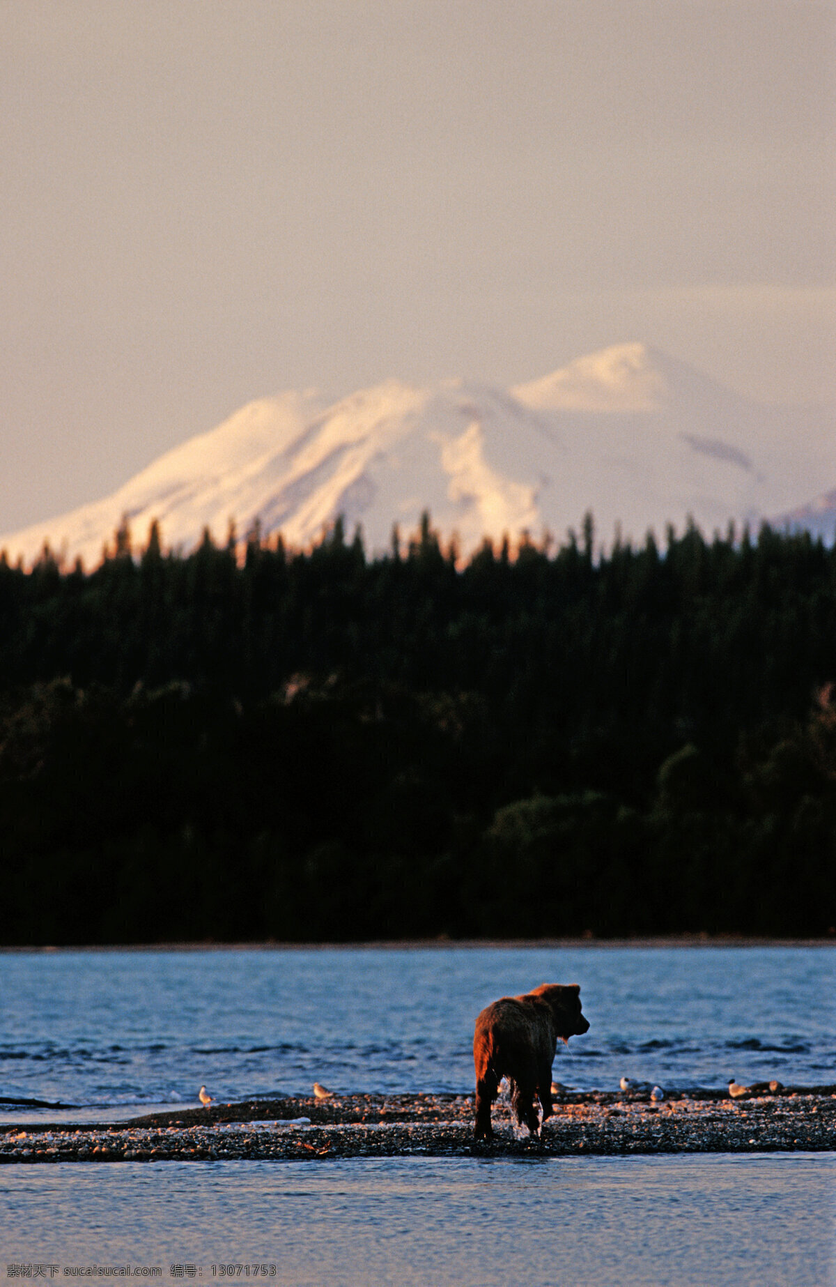 湖泊美景与熊 脯乳动物 保护动物 熊 狗熊 棕熊 野生动物 动物世界 摄影图 湖泊 美丽风景 陆地动物 生物世界 黑色