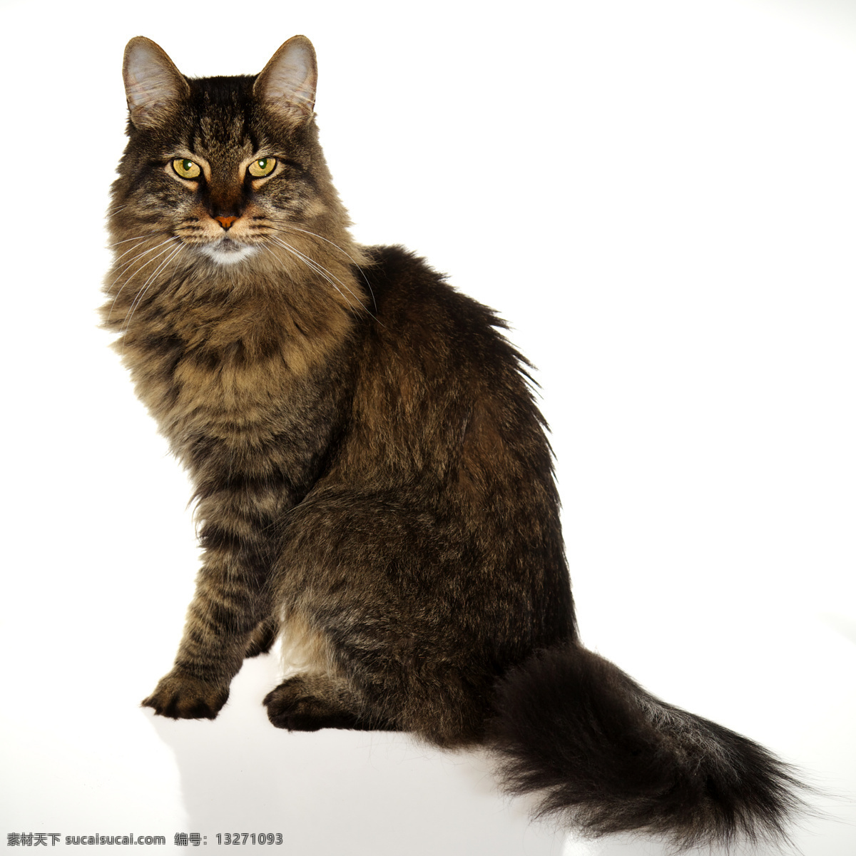 可爱宠物猫 猫 小猫 猫咪 宠物 可爱 萌 动物世界 陆地动物 生物世界 白色