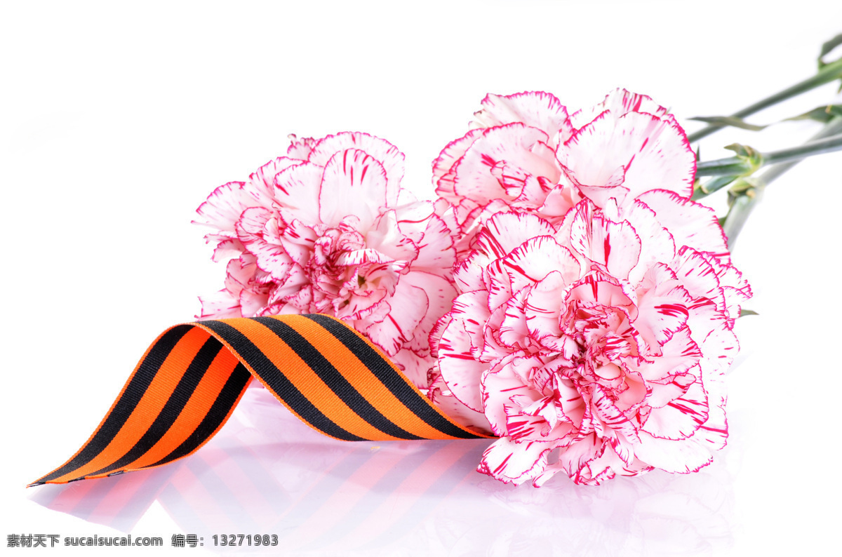 康乃馨 花卉 花束 母亲节 高清花卉 花卉背景 花卉素材 白色