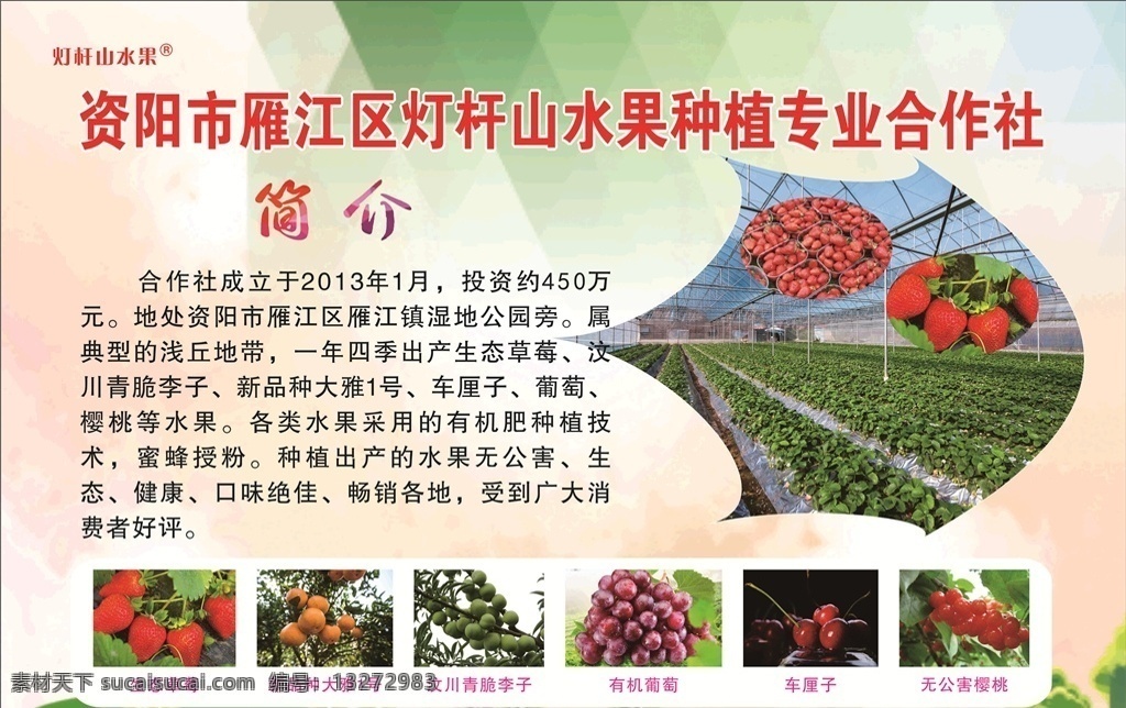 草莓园简介 家庭农场 草莓基地 种植基地 草莓 车厘子 李子 樱桃 葡萄