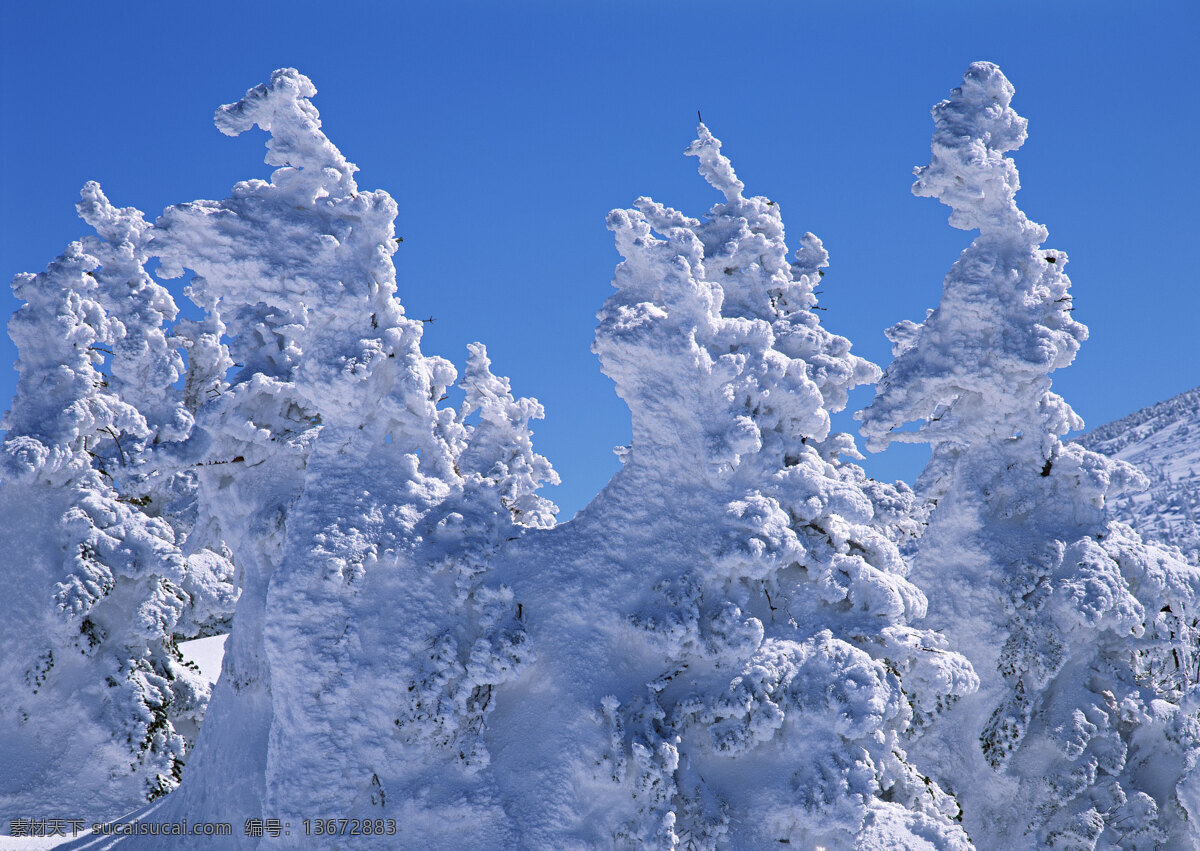 树梢 上 积雪 美丽风景 风光 景色 美景 自然景观 风景摄影 树木 树林 森林 冬天 冬季 雪景 白雪 花草树木 生物世界