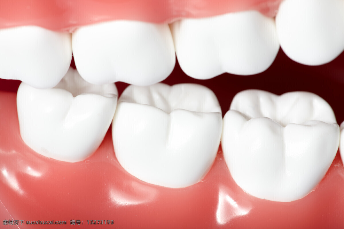 洁白 口腔 牙齿 模型 牙龈 健康 牙科 牙医专用 牙齿模型 高清图片 人体器官图 人物图片