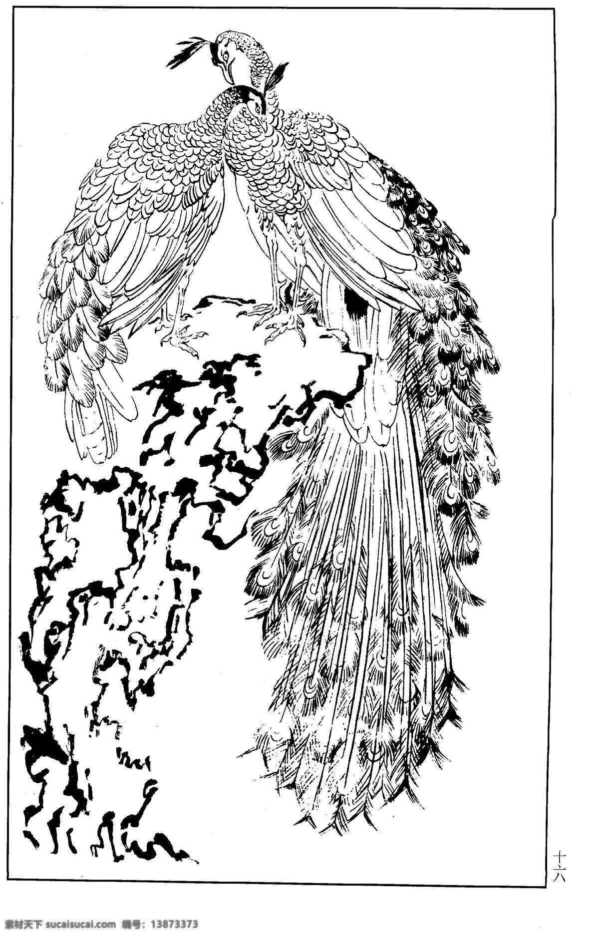 孔雀 鸟 百鸟 百鸟图 百鸟谱 鸟类 鸟兽 花鸟 小鸟 白描 线描 黑白稿 绘画 工笔花鸟 工笔 王满良 梁熔 美术 美术出版社 生物世界 设计图库