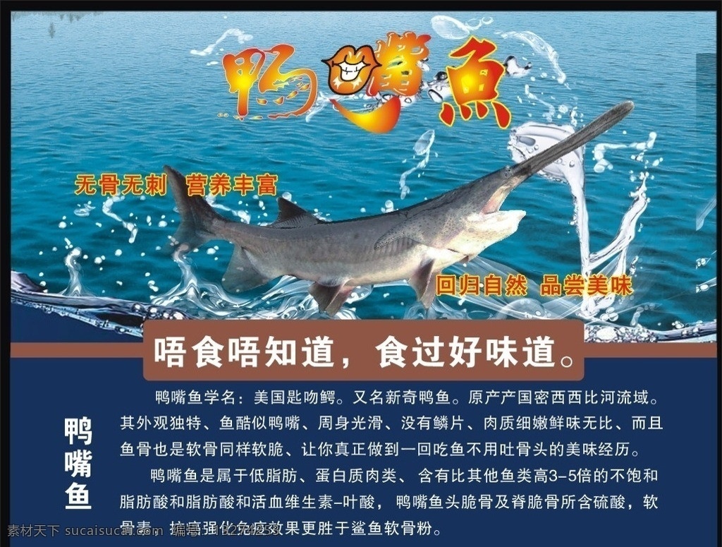鸭嘴鱼 鱼类 鲨鱼 好味道 喷画 x展架 易拉宝 宣传栏 卡片 优美背景 唯美 时尚 高端 cdr9 源文件 矢量