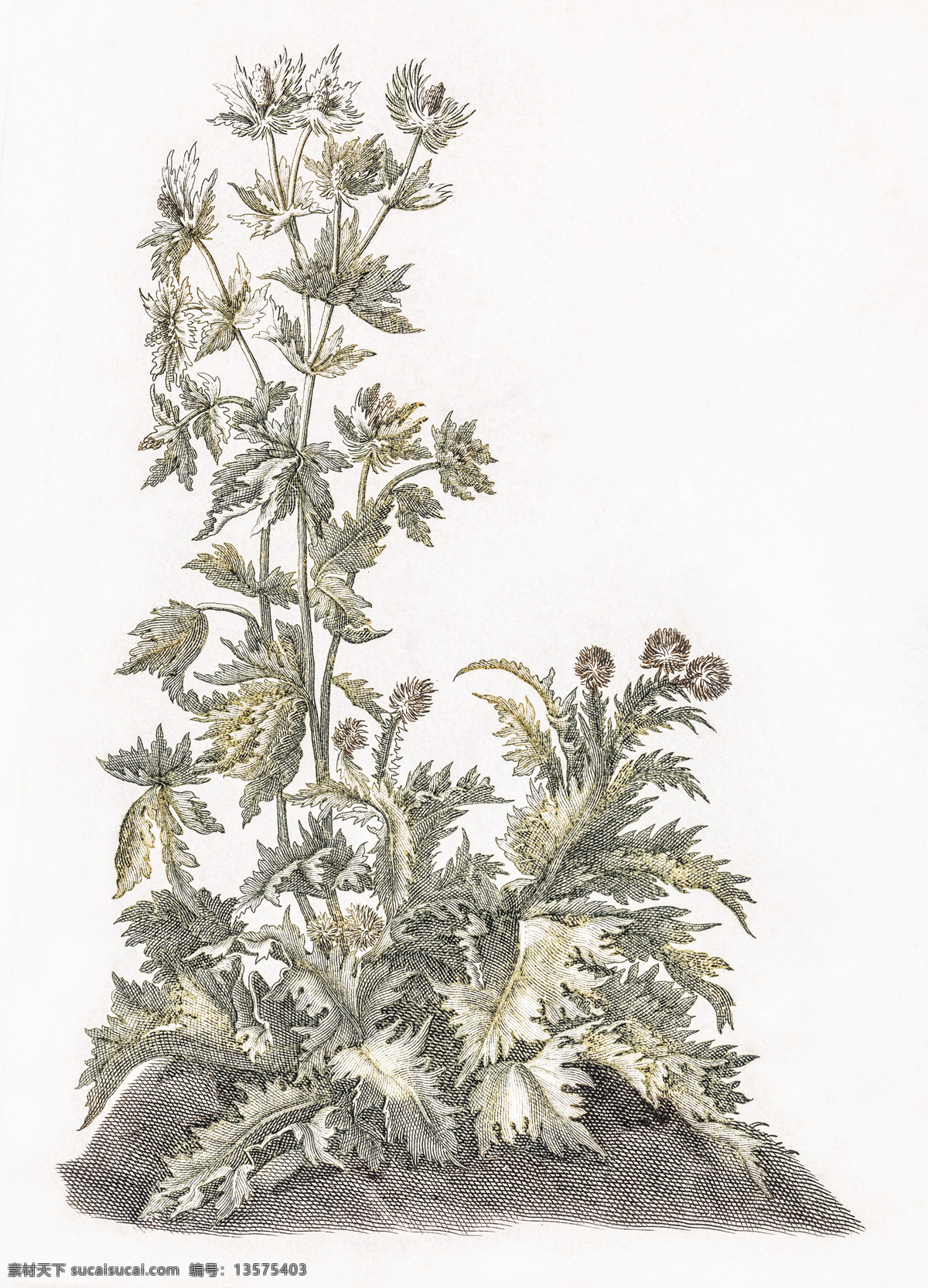 蓟野生植物 蓟植物 手绘花朵 卡通花朵 线条花朵 花朵插画 速写花朵 线描花朵 花 生物世界 花草