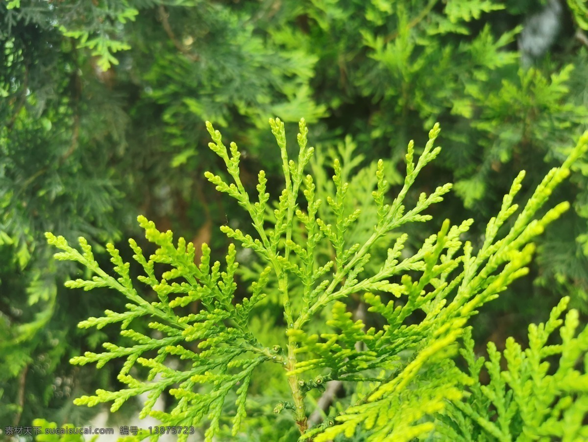 松树图片 松针 松树 树木 生长 树枝 树叶 叶子 绿植 植物 叶 立春 立夏 动植物 生物世界 树木树叶